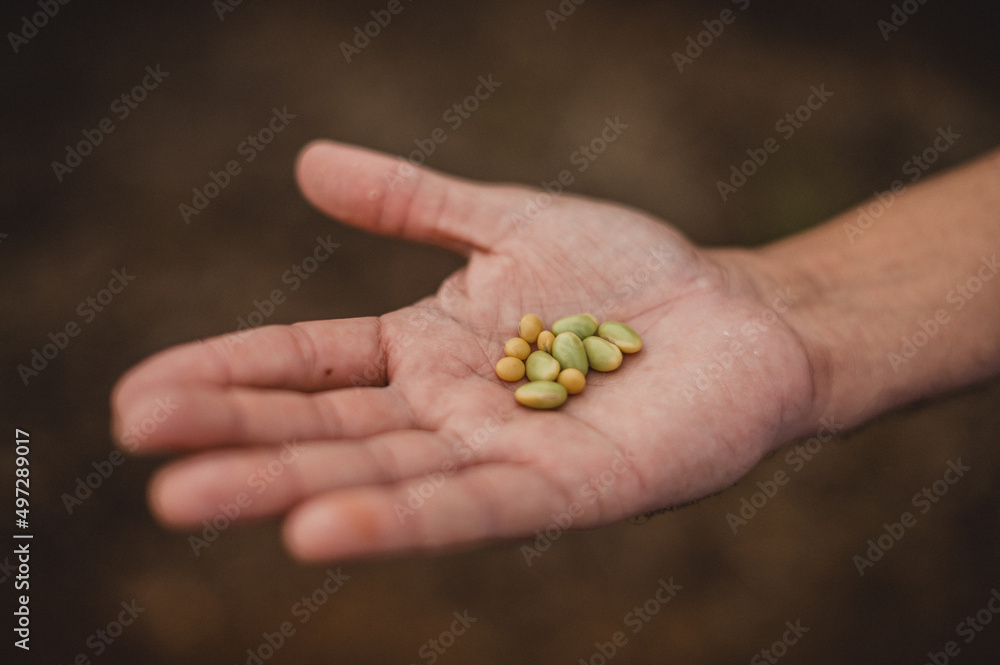 hand holding a soybean hand holding a soybean