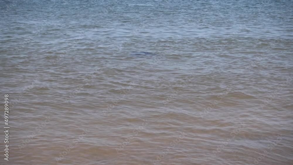 baby seals swim baby seals swim