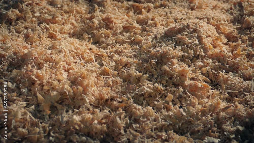Floor Covered In Wood Chippings And Shavings Floor Covered In Wood Chippings And Shavings