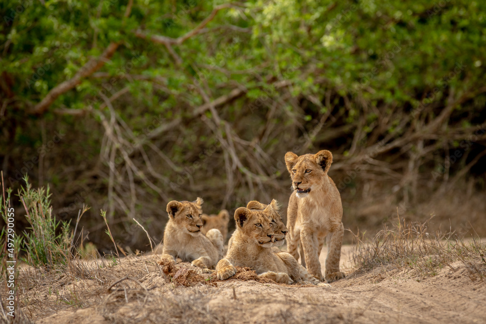 Lion cubs in the sand of a dry riverbed in the Kruger National Park, South Africa. Lion cubs in the sand of a dry riverbed in the Kruger National Park, South Africa.