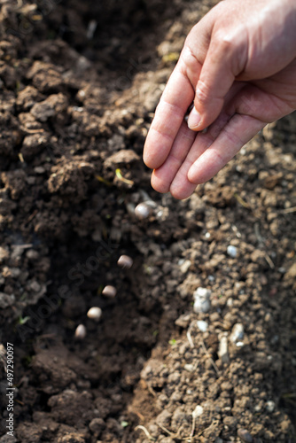 Planting seeds (beans) of black beans