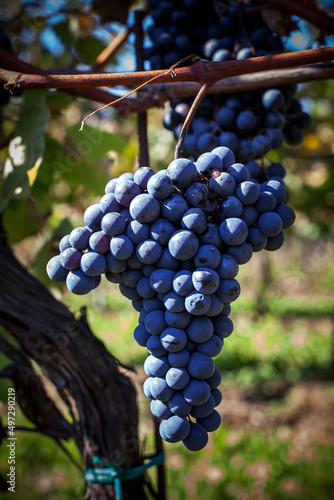 Ripe Grapes ready for Harvest