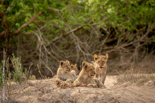 Lion cubs in the sand of a dry riverbed in the Kruger National Park  South Africa.