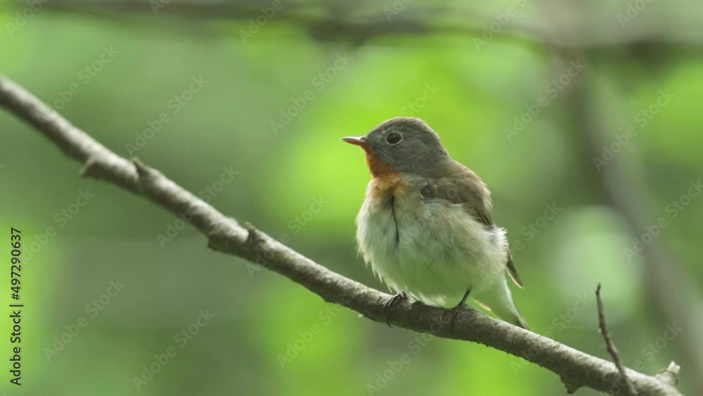 Small male Red-breasted flycatcher cleaning itself in an Estonian old-growth forest Small male Red-breasted flycatcher cleaning itself in an Estonian old-growth forest