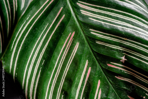 Calathea Ornata foliage leaf close up with pink and white stripe Calathea orbifolia is a species of prayer plant native to Bolivia.