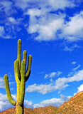 Saguaro Cactus stands against a blue sky with fluffy white clouds