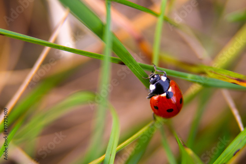 Dotted red ladybug on a flower. High quality photo. Selective focus