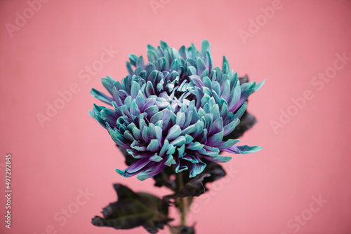 Fotografiet Beautiful single dyed chrysanthemum flower in purple and blue colors on the pink