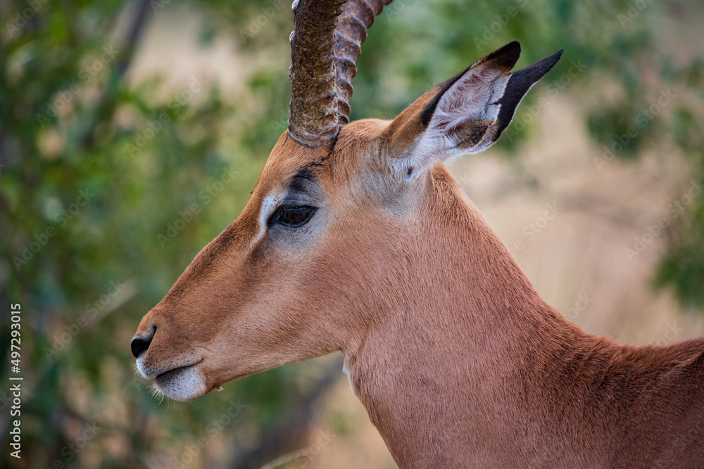 Fototapeta premium Close-up portrait of a male Imapla buck aepyceros melampus, Kruger National Park, South Africa