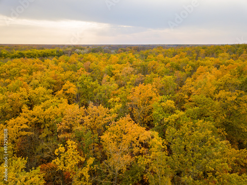 Autumn forest trees foliage top view