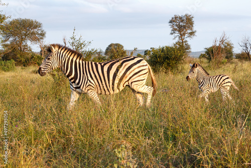 Burchell s Zebra mom followed by foal in Kruger National Park  South Africa