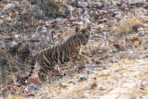 A wild baby tiger  two months old  in the forest in India  Madhya Pradesh 