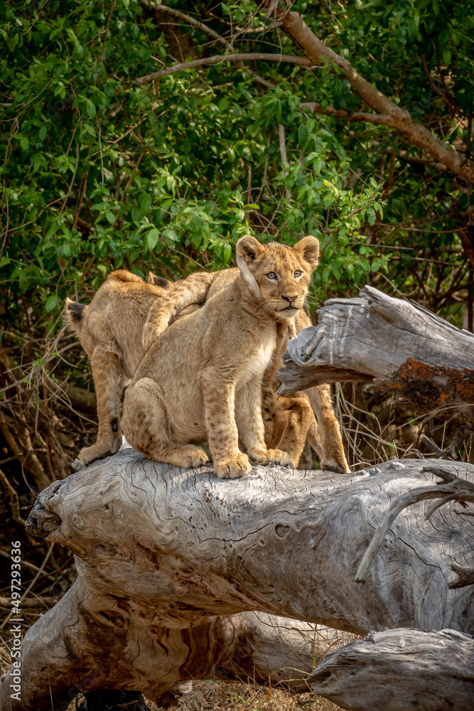 Lion cubs sitting on a fallen tree. Lion cubs sitting on a fallen tree.