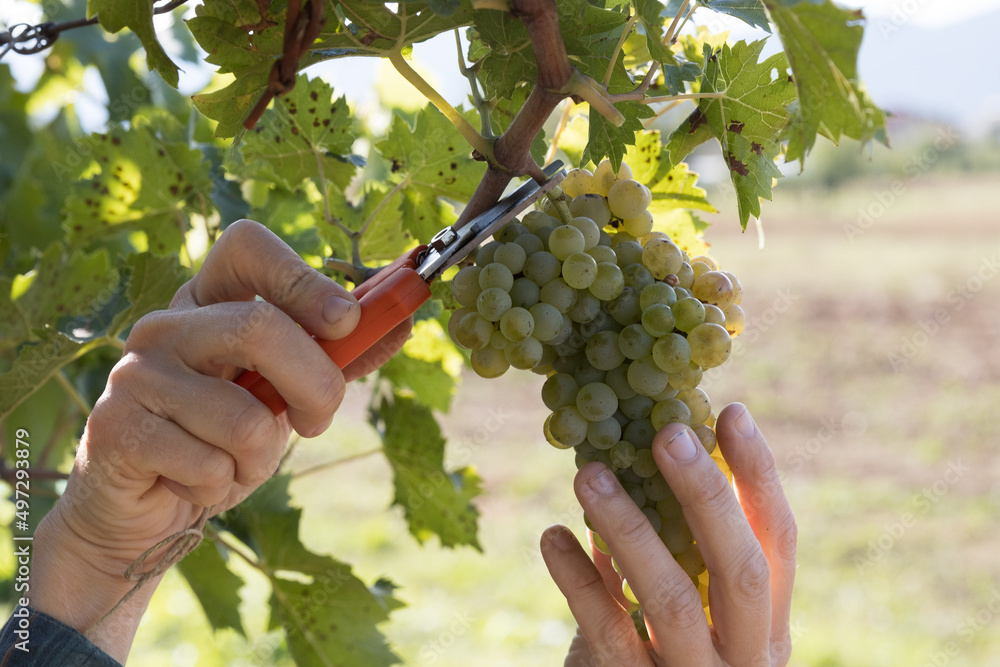 Female hands harvesting white wine grapes