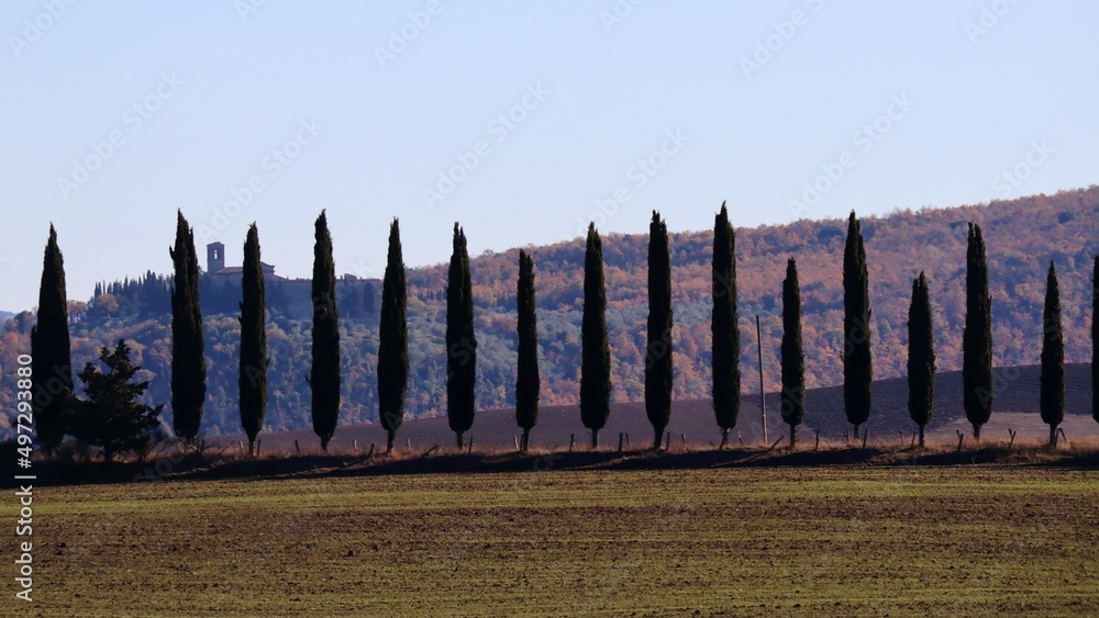 Obraz premium fence in the forest