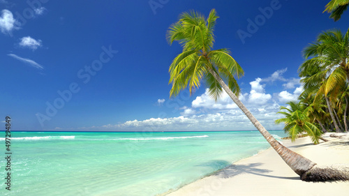 beach with coconut palm trees