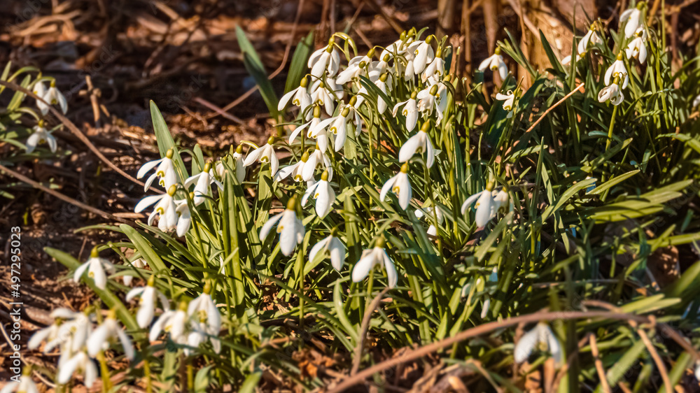 Galanthus nivalis, snowdrop, on a sunny day in spring Galanthus nivalis, snowdrop, on a sunny day in spring