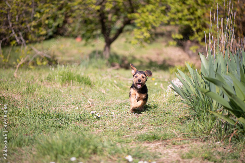 Tiny puppy running in a garden in the afternoon sunlight Tiny puppy running in a garden in the afternoon sunlight