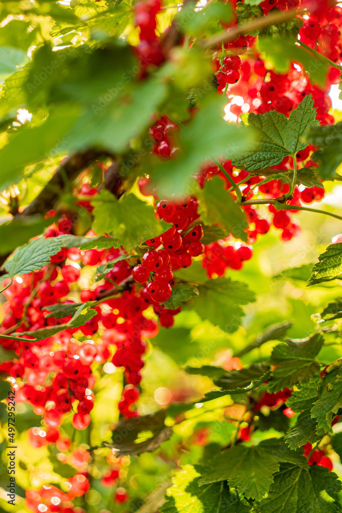 organic red currant in the garden organic red currant in the garden