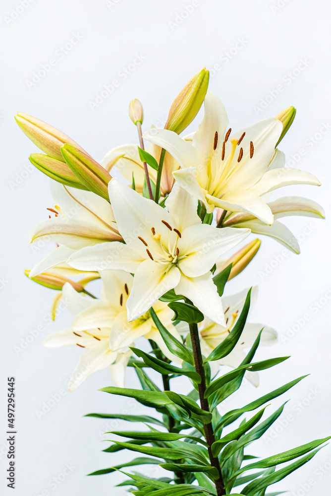 white lily on the white background