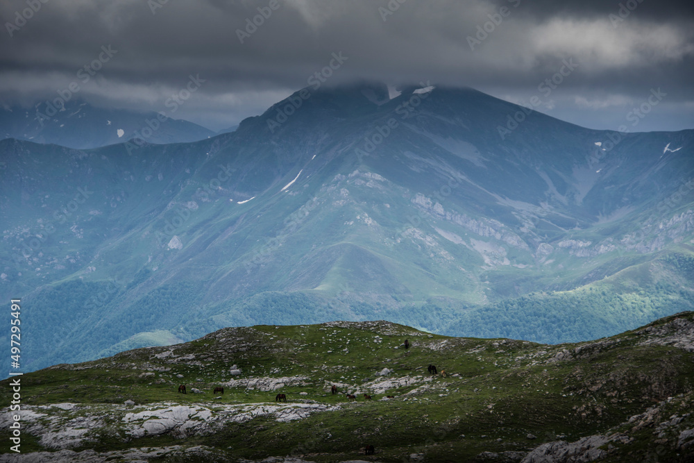 Fototapeta premium Horses graze in a green meadow with big mountains in the background