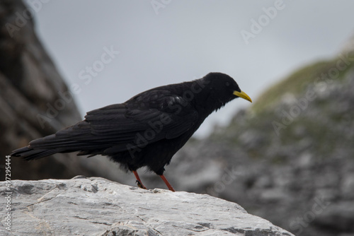 Carrion crow with a yellow beak stands on a rock