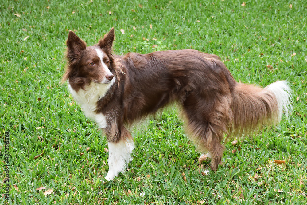 Border Collie side profile showing the dog's long fur coat; the dog is standing on a grassy field.  