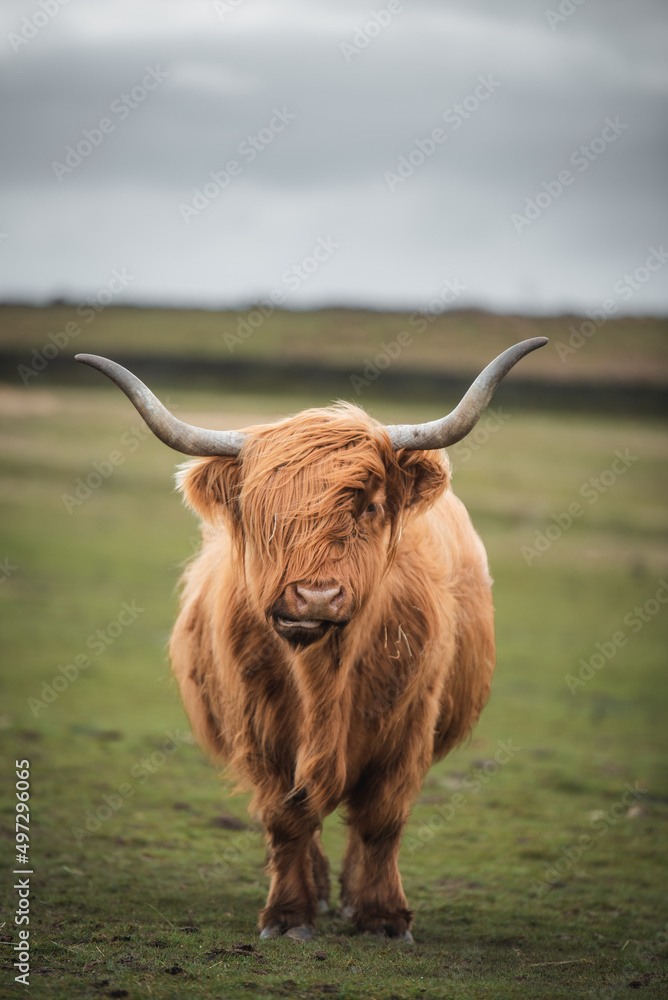 Scottish Highland Cows grazing in the South Wales Countryside Scottish Highland Cows grazing in the South Wales Countryside