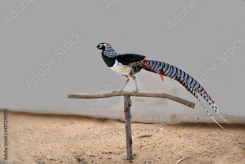 Lady Amherst 's Pheasant photo