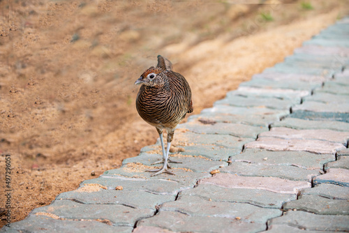 Lady Amherst 's Pheasant photo