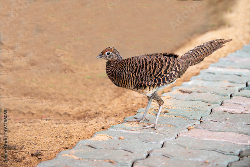 Lady Amherst 's Pheasant photo