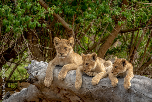 Lion cubs sitting on a fallen tree.