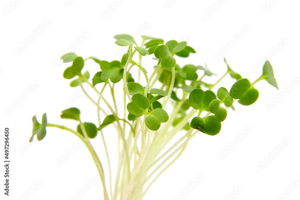 Micro greens arugula sprouts isolated on white Micro greens arugula sprouts isolated on white