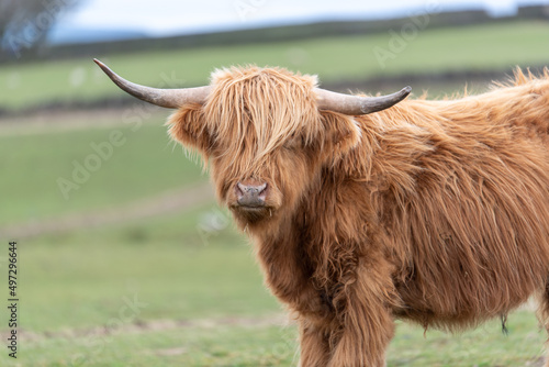 Scottish Highland Cows grazing in the South Wales Countryside