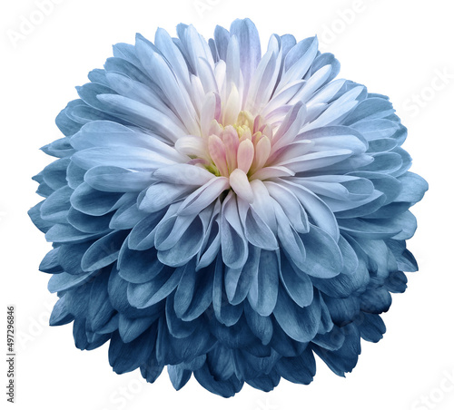 Canvas Print flower blue chrysanthemum