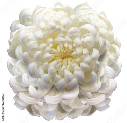 flower white chrysanthemum . Flower isolated on a white background. Close-up. Nature. © nadezhda F
