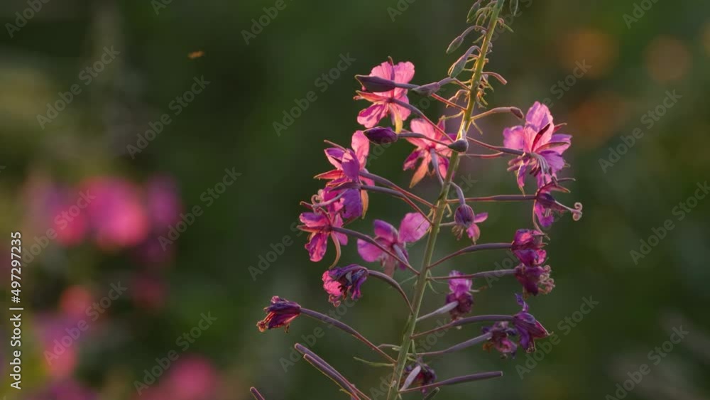 Close-up of a beautiful Fireweed, Chamaenerion angustifolium blossoms on a warm summer evening in Estonia, Northern Europe Close-up of a beautiful Fireweed, Chamaenerion angustifolium blossoms on a warm summer evening in Estonia, Northern Europe