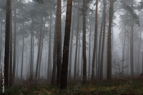 Woods