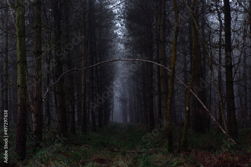 Spooky Woods