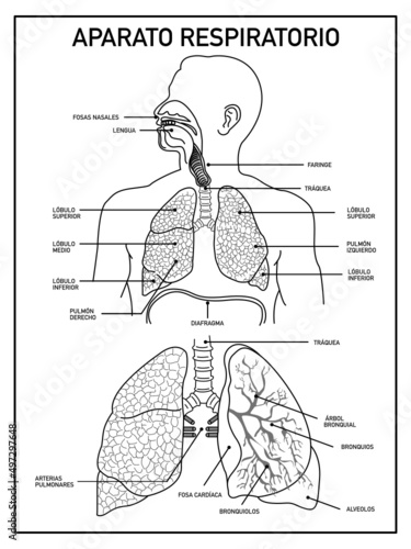 School scheme of the respiratory system, lungs, on a white background