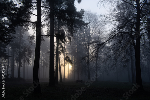 Picnic at Dawn
