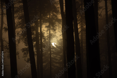 Forest at sunrise