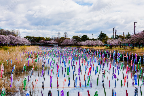 Carp Streamer Festival With Cherry Blossom At Tatebayashi City, Gunma Prefecture, Japan