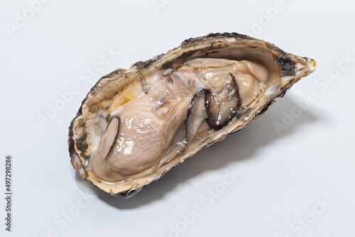 Oyster in natura, photographed on white background