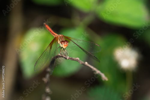 Macro shot dragonfly
