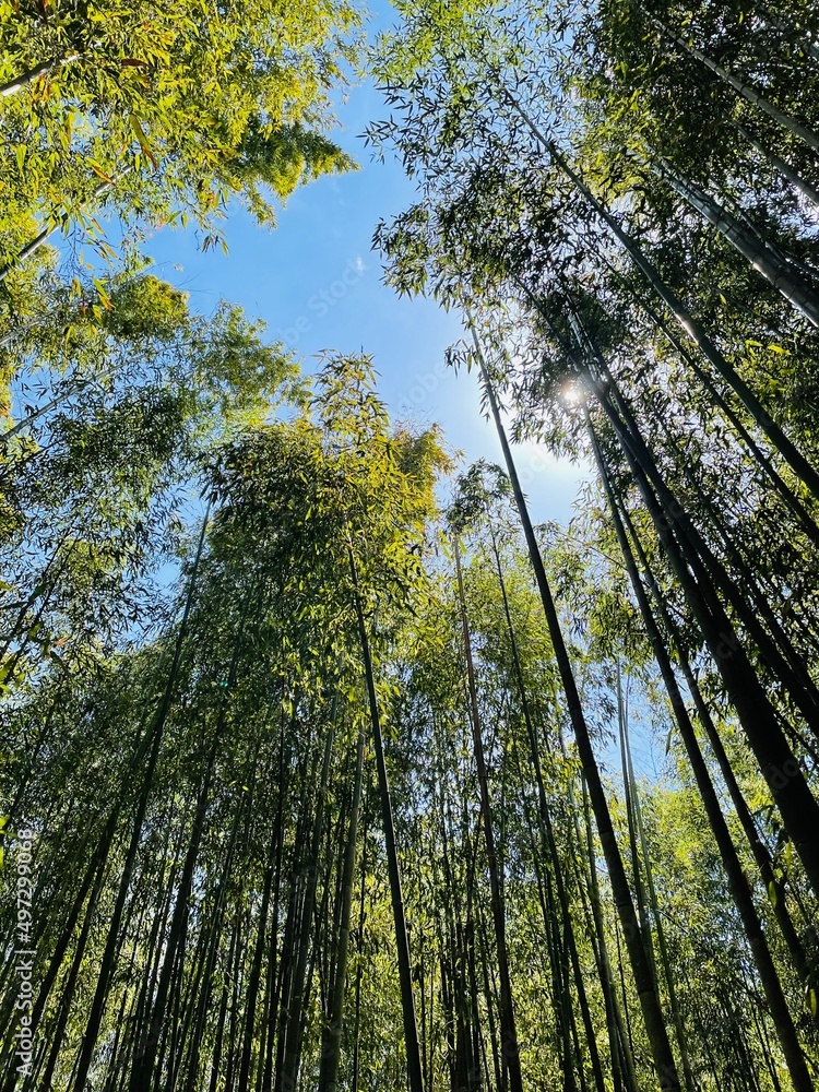 Fototapeta premium forest in autumn