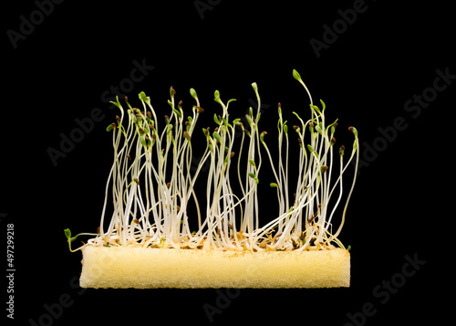 Alfalfa sprouts grown on a thin layer of soft kitchen sponge 