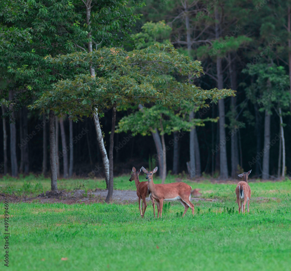 Three whitetail does