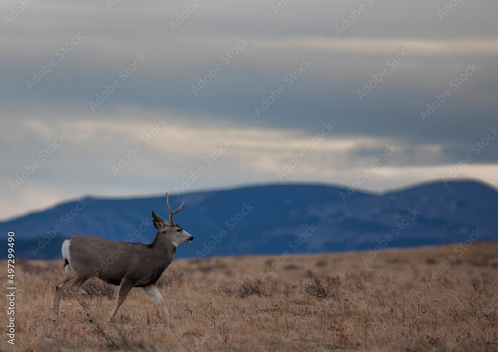 Obraz premium Mule deer buck walking