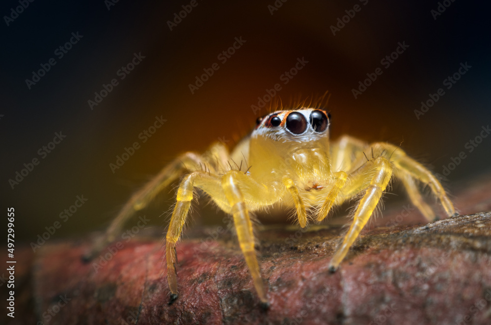 Jumping spider on dry leaves.